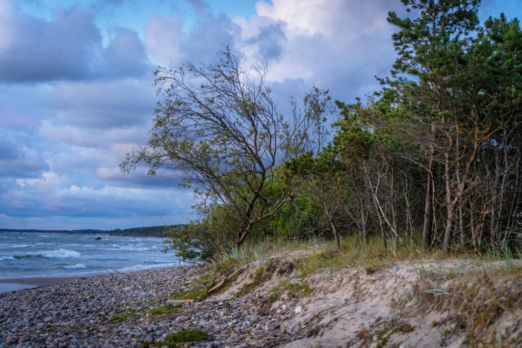 Rocky shoreline with wind-swept trees and dense coastal ghost forests under a cloudy blue sky beside a choppy sea.