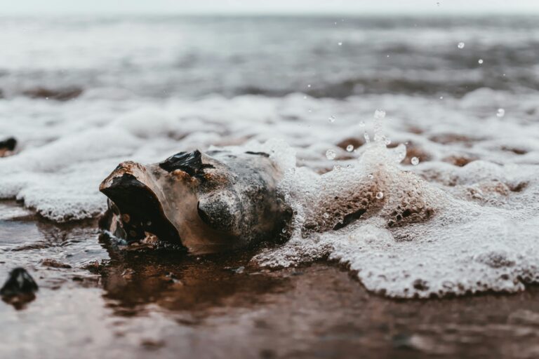 Empty seashell on the seashore. Ghost forests, dying oceans