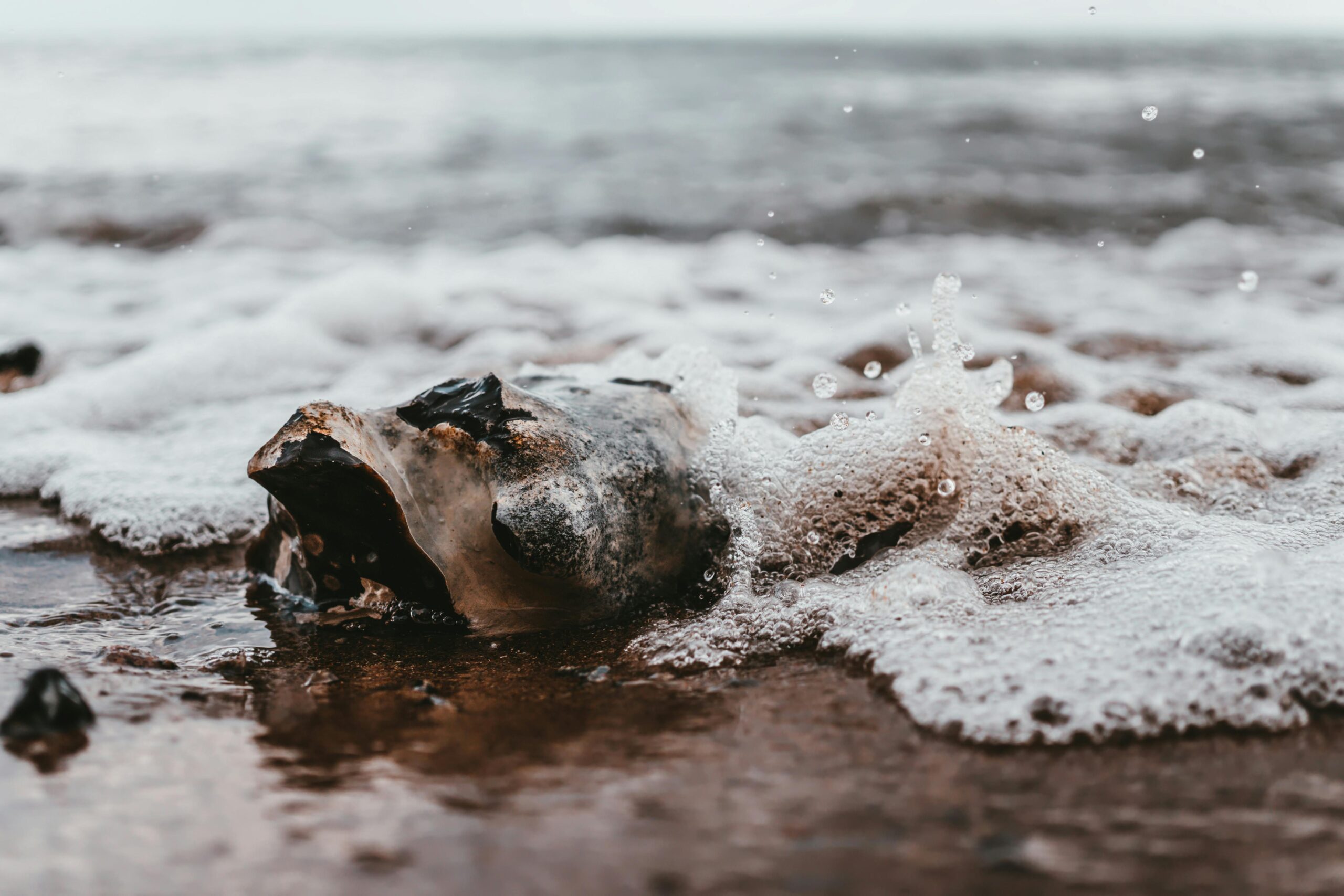 Empty seashell on the seashore. Ghost forests, dying oceans